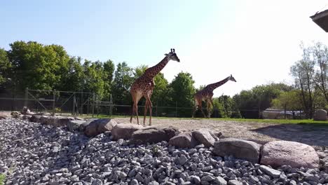 Zwei-Giraffen-Laufen---Zoo