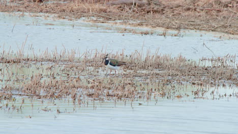 Northern-lapwing-preening-its-colorful-plumage-in-shallow-lake-water
