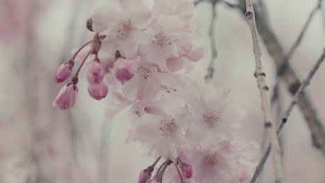 Blühende-Japanische-Kirschblüte-Während-Der-Frühlingszeit-In-Kyoto,-Japan
