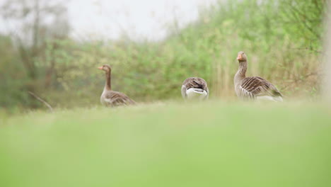 Group-of-greylag-geese-on-grassy-slope,-grazing-and-looking-around