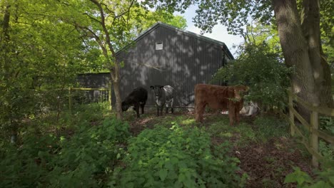 Las-Vacas-De-Granja-Doméstica-Se-Encuentran-A-La-Sombra-De-Los-árboles-Y-Del-Antiguo-Establo-De-Ganado.