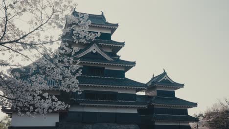 Matsumoto-Castle-With-Cherry-Blossoms-In-Foreground