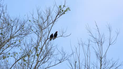 Two-birds-seen-on-a-bare-branch-as-they-look-around-and-fly-to-the-right,-Common-Hill-Myna-Common-Hill-Myna