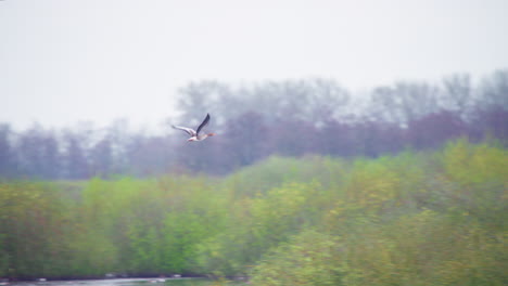 Greylag-goose-flying-above-lake-to-shore,-flapping-its-great-wings