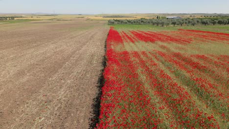 reverse-flight-with-a-drone-where-the-image-is-shared-with-a-field-of-red-poppies-and-another-recently-harvested-crop-field-in-the-background-we-can-see-a-crop-of-olive-trees-in-province-of-Toledo