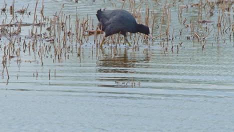Eurasian-coot-wading-in-wetland-water,-then-floating-and-swimming