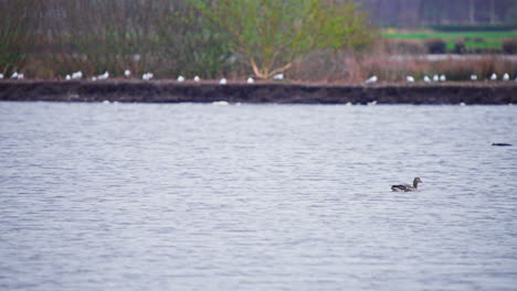 Graugans-Schwimmt-Mit-Vielen-Anderen-Vögeln-Auf-Dem-Fluss-Entlang-Der-Küste