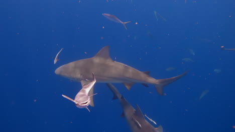 Shiver-of-bull-sharks-and-remora-fish-swim-towards-camera