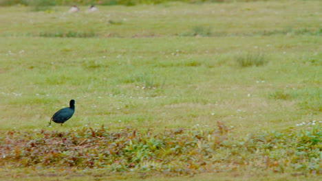 Eurasian-coot-with-black-plumage-running-clumsily-in-grassy-meadow