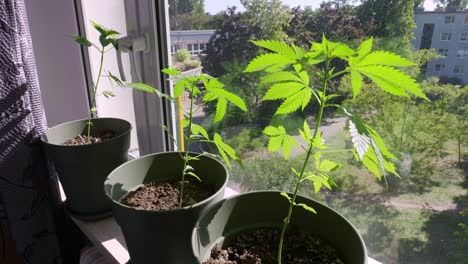 Cannabis-Marihuana-Pflanzen-Stehen-Auf-Der-Fensterbank-In-Einer-Wohnung,-Volle-Aufnahme-4-K