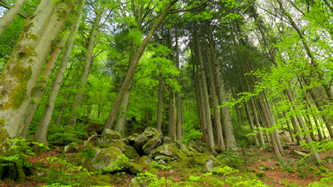 Beautiful-and-lush-green-forest-located-in-the-hills-of-the-mountain-in-Bergen,-Norway
