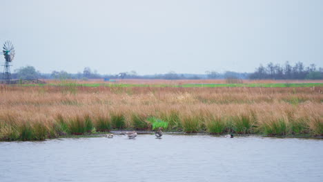 Gansos-Grises-Y-ánade-Real-En-Aguas-Poco-Profundas-De-La-Orilla-Del-Lago-Con-Juncos