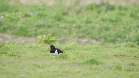 Oystercatcher-bird-with-black-and-white-plumage-in-green-grass-pasture
