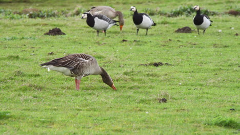 Greylag-and-barnacle-geese-grazing-together-in-grassy-meadow-pasture
