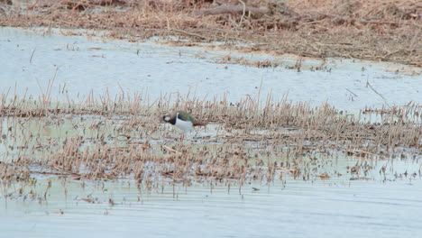 Avefría-Arreglando-Sus-Plumas,-Vadeando-En-Aguas-Poco-Profundas-Del-Lago