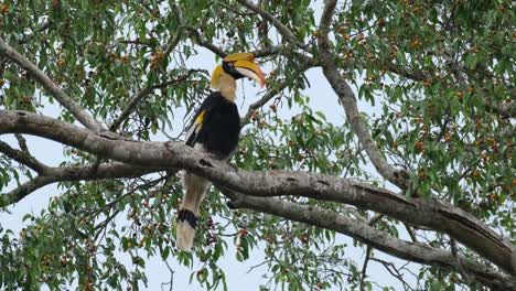 Visto-Moviendo-Su-Cabeza-Y-Luego-Acicalando-Su-Ala-Izquierda-Mientras-Está-Posado-En-Una-Rama-De-Un-árbol-Frutal,-Gran-Cálao-Buceros-Bicornis