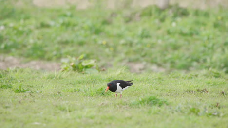 Oystercatcher-bird-pecking-with-beak-at-grass-while-grazing-in-meadow