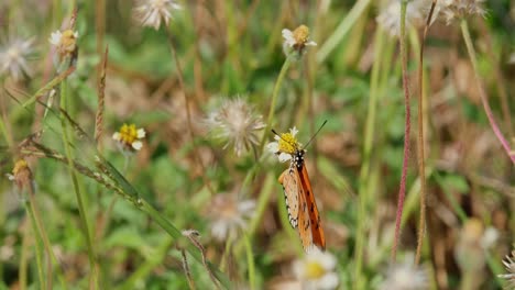 Mariposa-Naranja-Con-Manchas-Alimentándose-De-Una-Flor-Y-Luego-Se-Va-Volando