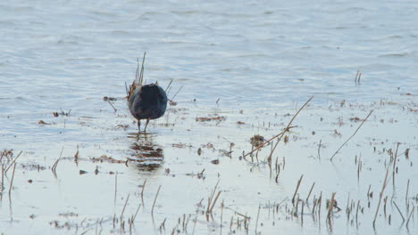 Eurasian-coot-wading-in-shallow-lake-water-with-few-small-reed-stalks