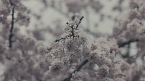 Closeup-Of-White-Sakura-Blossoms-In-Springtime