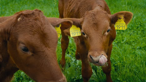 Slow-motion-close-up-shot-of-brown-calfs-grazing-on-luscious-green-grass
