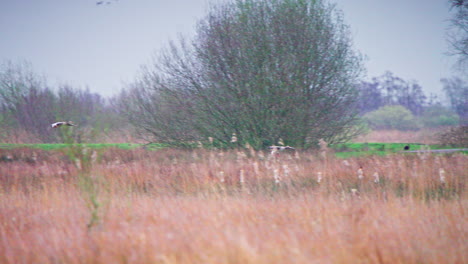 Two-greylag-geese-flying-over-brown-grassy-field-towards-tree-grove