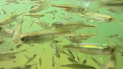 Underwater-view-of-baby-fish-feeding,-showcasing-a-group-of-fish-with-speckled-patterns-swimming-in-green,-murky-water