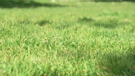 irish-green-lawn-move-close-up-in-a-park