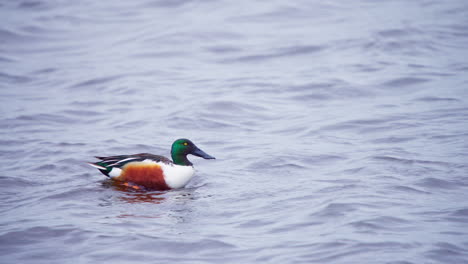Colorful-male-northern-shoveler-duck-swimming-fast-on-flowing-river