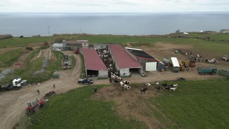 Orbit-Luftaufnahmen-Einer-Milchviehfarm-Mit-Kuhherde,-Azoren