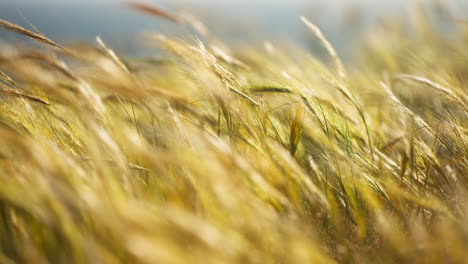 Primer-Plano-De-Hierba-Moviéndose-Con-El-Viento.