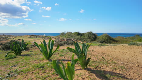 A-close-up-of-green-plants-growing-in-the-sandy-soil-at-the-Tombs-of-the-Kings-in-Pafos,-with-the-blue-sea-visible-in-the-background