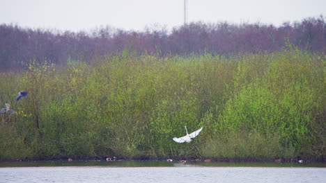 Western-great-egrets-and-grey-herons-flying-in-wetland-vegetation
