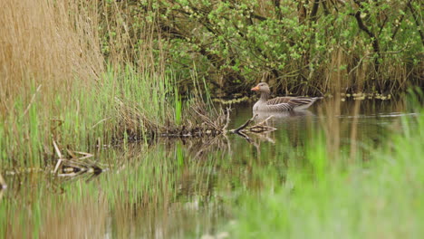 Graugans-Auf-Feuchtgebiet-Flusswasser-Fließt-Langsam-Zwischen-Schilf