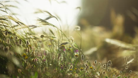 Blumen-Blühen-Zwischen-Dem-Hohen-Gras