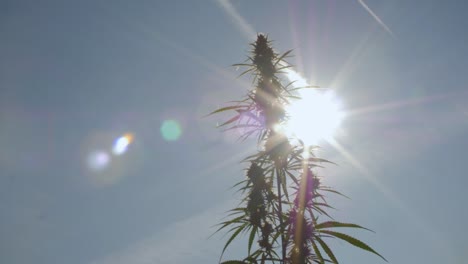 Einzelne-Cannabispflanze-Draußen-Mit-Klarem-Himmel-Im-Hintergrund