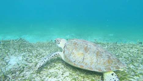 Meeresschildkröte,-Schlange,-Puerto-Rico