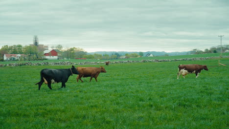 Slow-motion-shot-of-cows-walking-through-a-luscious-grass-field-next-to-a-house