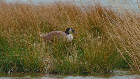 Giant-canada-goose-hiding-from-wind-in-dry-tall-grass-on-river-islet