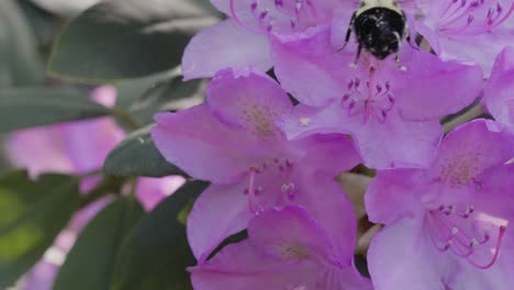 Eine-Biene-Sammelt-Pollen-In-Zeitlupe