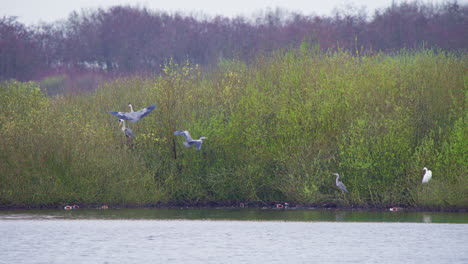 Grey-herons-flying-above-lake-water,-other-waterbirds-on-wooded-shore