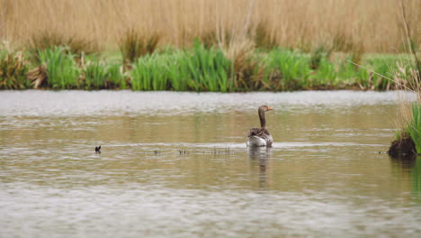 Greylag-goose-standing-in-shallow-lake-shore-water,-starts-swimming