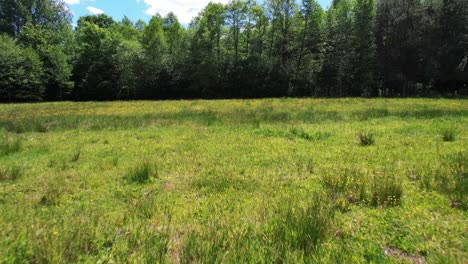 Green,-wild-meadow-with-forest-in-background-and-blue-sky