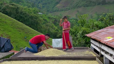 Father-and-son-collecting-dried-coffee-beans-into-a-sack,-in-Valparaíso-Colombia