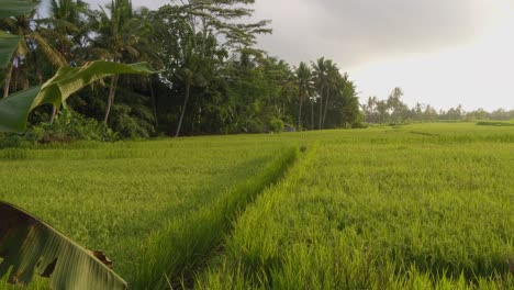 Una-Vista-Serena-De-Exuberantes-Campos-De-Arroz-Verdes-En-Bali,-Indonesia.