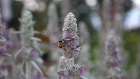 Große-Biene-Umkreist-Blüte-Auf-Der-Suche-Nach-Pollen