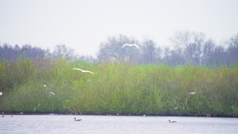 Eurasian-spoonbills-flying-low-above-lake-water,-heading-for-shore