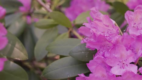 Slow-motion-clip-of-lush-pink-purple-rhododendrons