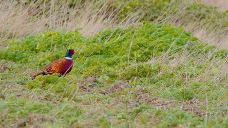 Common-pheasant-with-colorful-plumage-grazing-in-windblown-meadow