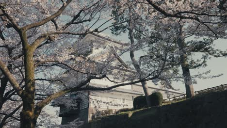 Stunning-Odawara-Castle-Behind-Cherry-Blossoms-On-A-Sunny-Day-In-Hakone,-Japan